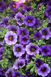 Lindura Dark Blue Calibrachoa (Calibrachoa 'Lindura Dark Blue') at Lakeshore Garden Centres