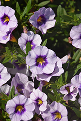 Bloomtastic Tiki Light Blue Calibrachoa (Calibrachoa 'Bloomtastic Tiki Light Blue') at Lakeshore Garden Centres