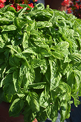 Nufar Basil (Ocimum basilicum 'Nufar') at Lakeshore Garden Centres