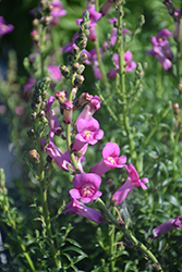Pretty in Pink Snapdragon (Antirrhinum majus 'Pmoore07') at Lakeshore Garden Centres