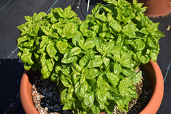 Presto Genovese Basil (Ocimum basilicum 'Presto Genovese') at Lakeshore Garden Centres