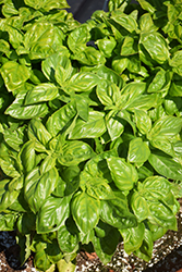 Presto Genovese Basil (Ocimum basilicum 'Presto Genovese') at Lakeshore Garden Centres