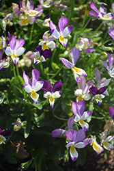 Hip Hop Sunny Bunny Pansy (Viola 'Hip Hop Sunny Bunny') at Lakeshore Garden Centres