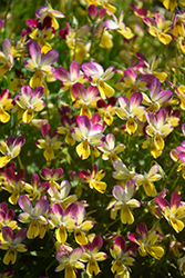 Hip Hop Raz Bunny Pansy (Viola 'Hip Hop Raz Bunny') at Lakeshore Garden Centres