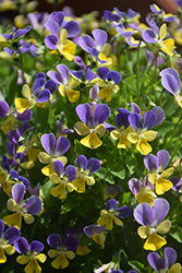 Hip Hop Bluebunny Pansy (Viola 'Hip Hop Bluebunny') at Lakeshore Garden Centres