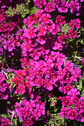 Espadrille Purple Haze Verbena (Verbena 'Espadrille Purple Haze') at Lakeshore Garden Centres