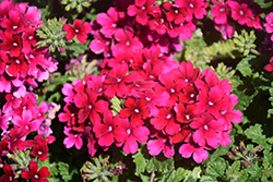 Espadrille Merlot Verbena (Verbena 'Espadrille Merlot') at Lakeshore Garden Centres