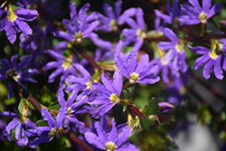 Paper Doll Top Model Fan Flower (Scaevola 'Paper Doll Top Model') at Lakeshore Garden Centres