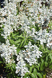 Mannequin Snow Mountain Salvia (Salvia farinacea 'Mannequin Snow Mountain') at Lakeshore Garden Centres