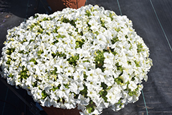 Panache Marshmallow Petunia (Petunia 'Panache Marshmallow') at Lakeshore Garden Centres