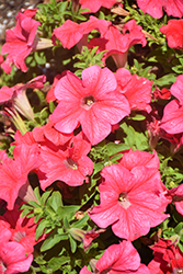 Panache Coral Reef Petunia (Petunia 'Panache Coral Reef') at Lakeshore Garden Centres