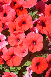 Panache Hells Bells Petunia (Petunia 'Panache Hells Bells') at Lakeshore Garden Centres