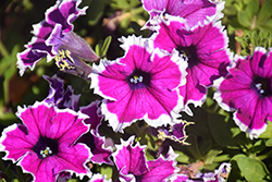 Panache Aubergine Halo Petunia (Petunia 'Panache Aubergine Halo') at Lakeshore Garden Centres