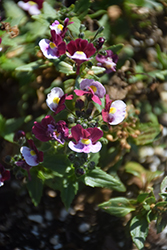 Parfum Cherries A La Mode Nemesia (Nemesia 'Parfum Cherries A La Mode') at Lakeshore Garden Centres