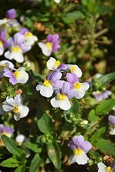 Parfum Blueberry A La Mode Nemesia (Nemesia 'Parfum Blueberry A La Mode') at Lakeshore Garden Centres