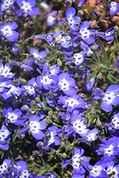 Nautica Deep Navy Lobelia (Lobelia 'Nautica Deep Navy') at Lakeshore Garden Centres