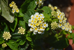 South Beach Compact Coconut (Lantana camara 'South Beach Compact Coconut') at Lakeshore Garden Centres