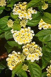 South Beach Compact Coconut (Lantana camara 'South Beach Compact Coconut') at Lakeshore Garden Centres