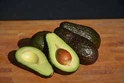 Hass Avocado (Persea americana 'Hass') at Lakeshore Garden Centres