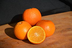 Orlando Tangelo (Citrus 'Orlando') at Lakeshore Garden Centres