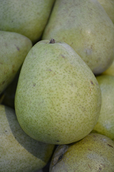 Beurre d'Anjou Pear (Pyrus communis 'Beurre d'Anjou') at Lakeshore Garden Centres