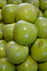 Granny Smith Apple (Malus 'Granny Smith') at Lakeshore Garden Centres