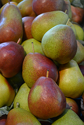 Forelle Pear (Pyrus communis 'Forelle') at Lakeshore Garden Centres