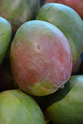 Kent Mango (Mangifera 'Kent') at Lakeshore Garden Centres