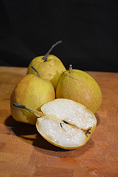 Korla Fragrant Pear (Pyrus 'Korla Fragrant') at Lakeshore Garden Centres