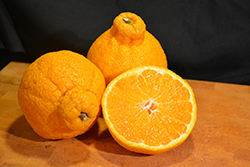 Shiranui Mandarin (Citrus reticulata 'Shiranui') at Lakeshore Garden Centres