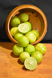 Key Lime (Citrus aurantifolia) at Golden Acre Home & Garden