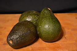 Lamb Hass Avocado (Persea americana 'Lamb Hass') at Lakeshore Garden Centres