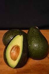 Lamb Hass Avocado (Persea americana 'Lamb Hass') at Lakeshore Garden Centres