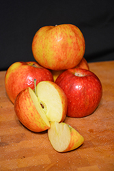 Pazzaz Apple (Malus 'DS-3') at Lakeshore Garden Centres