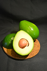 Choquette Avocado (Persea americana 'Choquette') at Lakeshore Garden Centres