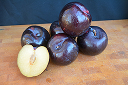 Black Beauty Plum (Prunus 'Black Beauty') at Lakeshore Garden Centres