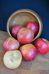 Gulf Beauty Plum (Prunus 'Gulf Beauty') at Lakeshore Garden Centres