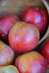 Gulf Beauty Plum (Prunus 'Gulf Beauty') at Lakeshore Garden Centres