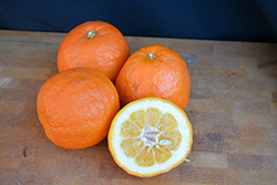 Consolei Bitter Orange (Citrus aurantium 'Consolei') at Lakeshore Garden Centres