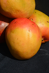 Tommy Atkins Mango (Mangifera indica 'Tommy Atkins') at Lakeshore Garden Centres