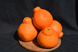 Minneola Tangelo (Citrus 'Minneola') at Lakeshore Garden Centres