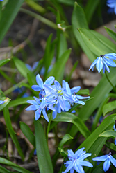 Lesser Glory of the Snow (Chionodoxa sardensis) at Lakeshore Garden Centres