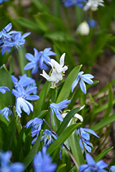 White Glory of the Snow (Chionodoxa luciliae 'Alba') at Lakeshore Garden Centres