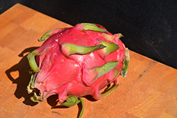 Vietnamense Giant Dragon Fruit (Hylocereus undatus 'Vietnamese Giant') at Lakeshore Garden Centres