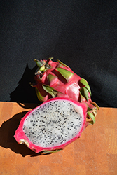 Vietnamense Giant Dragon Fruit (Hylocereus undatus 'Vietnamese Giant') at Lakeshore Garden Centres