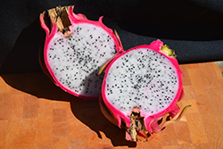 Delight Dragon Fruit (Hylocereus 'Delight') at Lakeshore Garden Centres