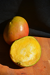 Tommy Atkins Mango (Mangifera indica 'Tommy Atkins') at Lakeshore Garden Centres