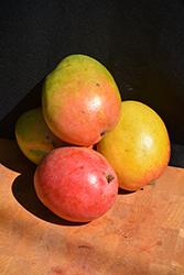 Haden Mango (Mangifera indica 'Haden') at Lakeshore Garden Centres