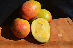 Haden Mango (Mangifera indica 'Haden') at Lakeshore Garden Centres