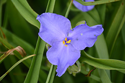 Amethyst Kiss Spiderwort (Tradescantia x andersoniana 'Radtrad') at Lakeshore Garden Centres